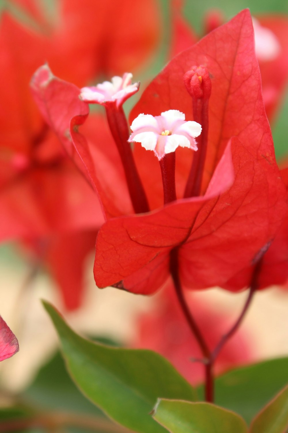 close-up photography of red and white petaled flowers during daytime