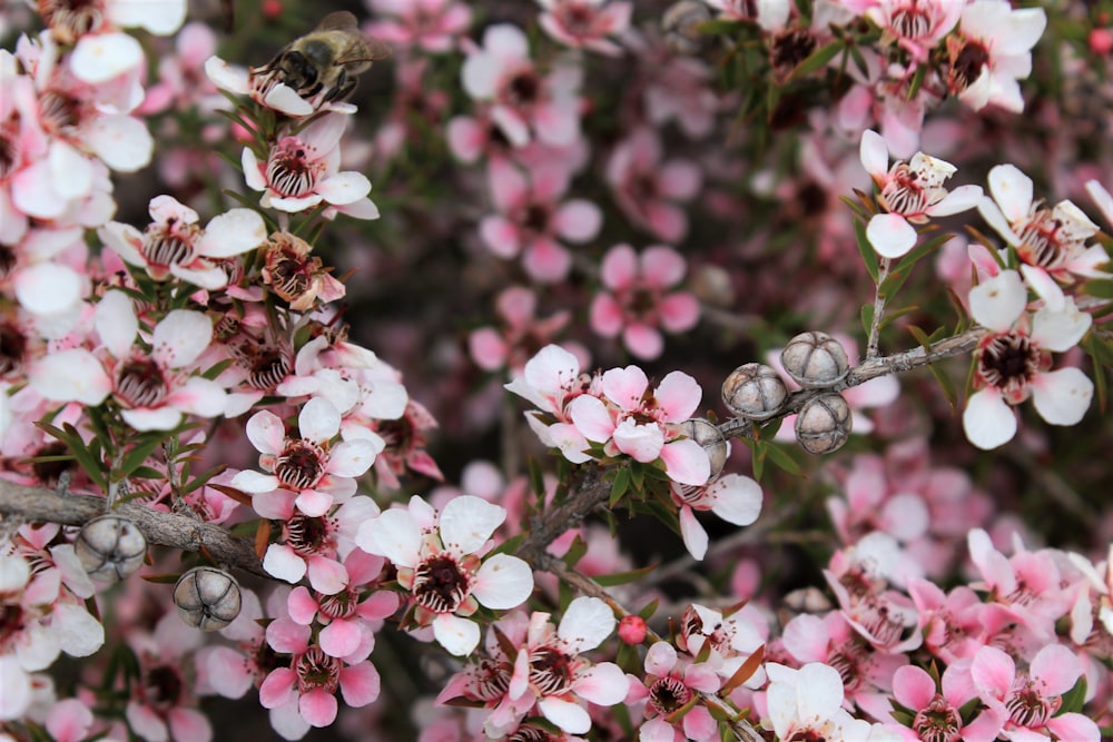 selective focus photography of white and pink petaled flowers