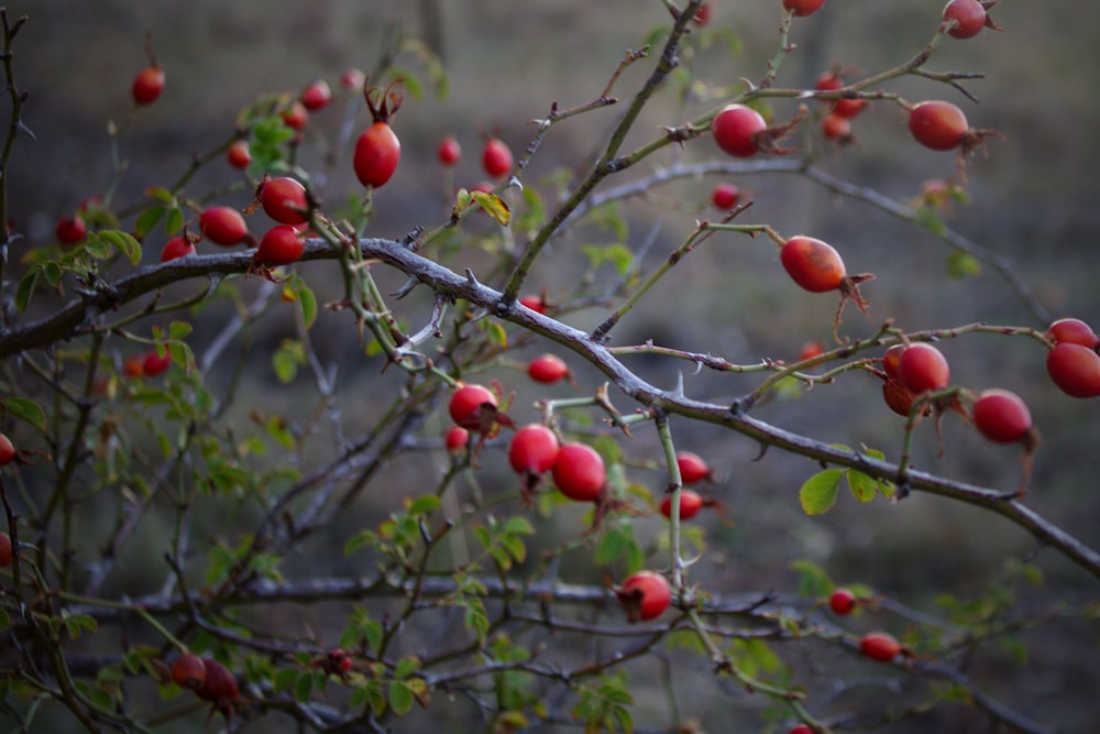 selective focus photo of red fruit