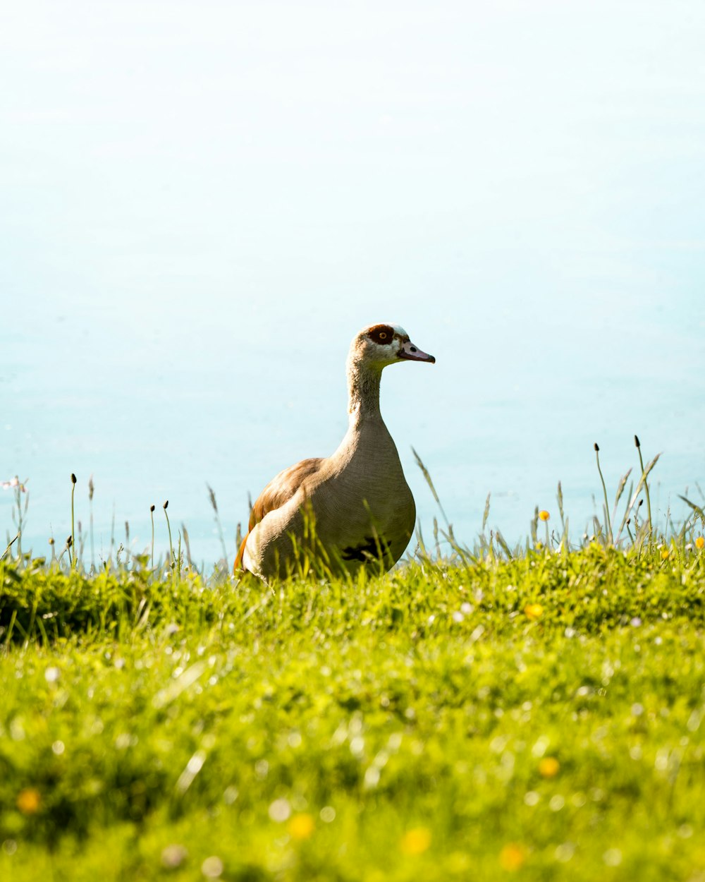 shallow focus photo of brown duck