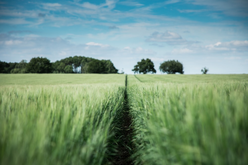 green grass field