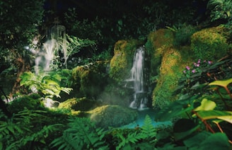 green ferns
