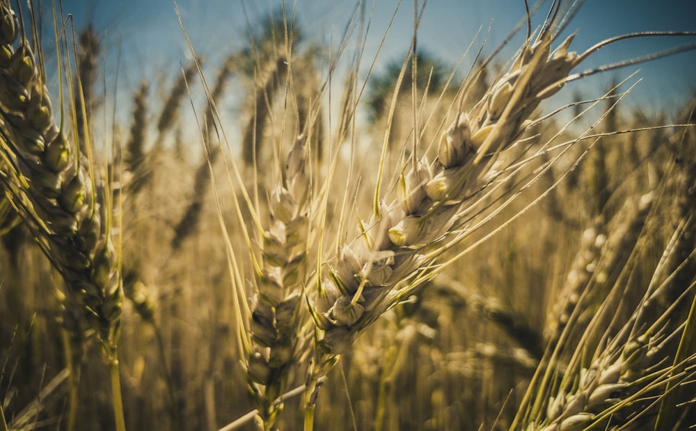 green wheat plants