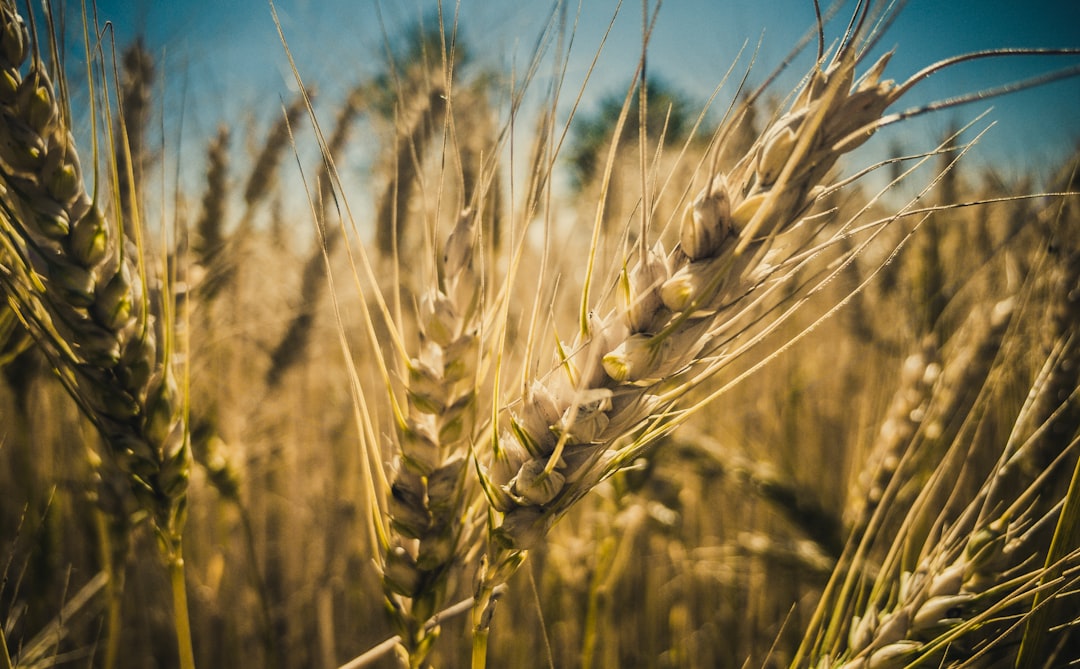 green wheat plants