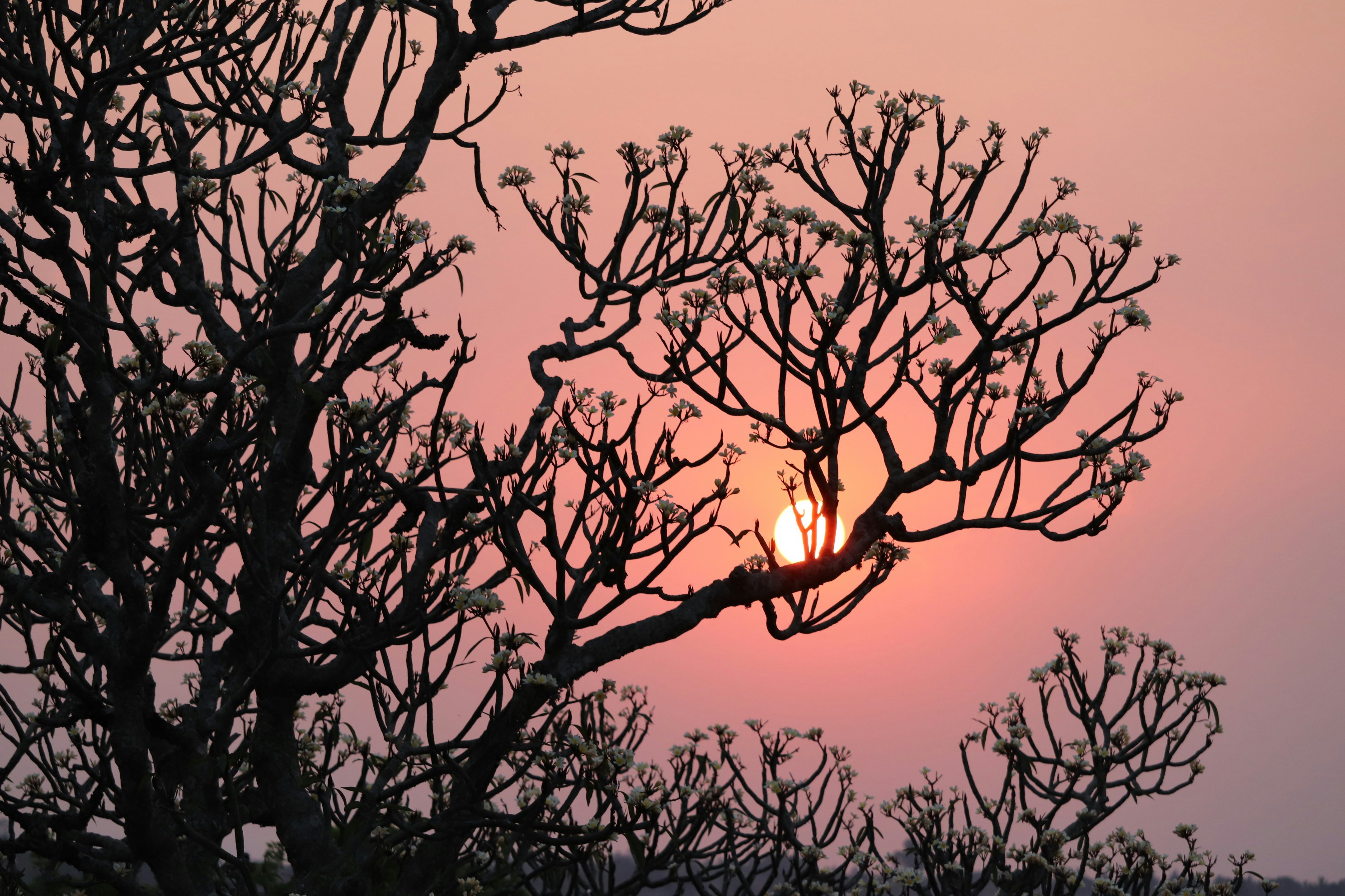 Photo by thalapathispeed