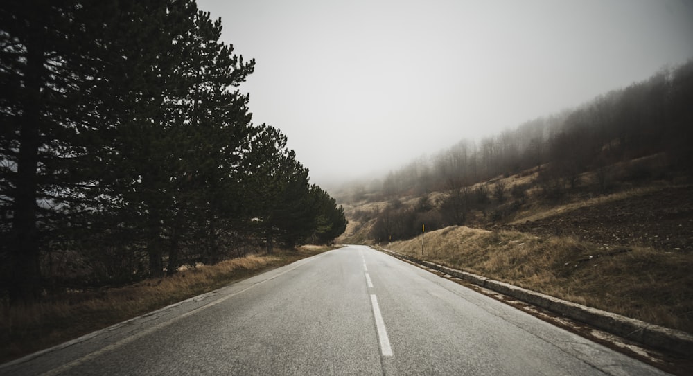 trees near road