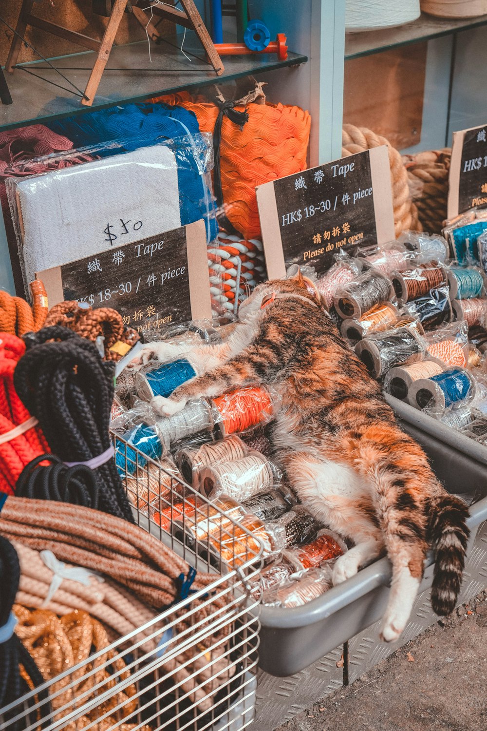 灰色のプラスチックトレイに横たわるオレンジと灰色の猫