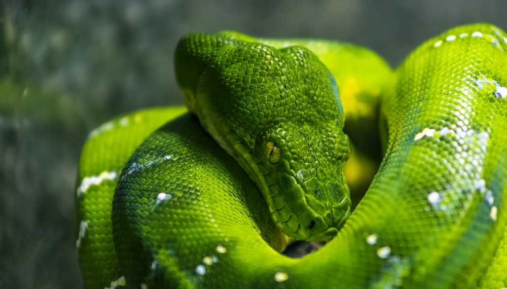shallow focus photo of green snake