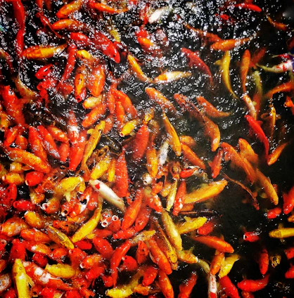 Close-up of vibrant blue and red Japanese filter mats arranged neatly in a multi-chamber koi pond filter.