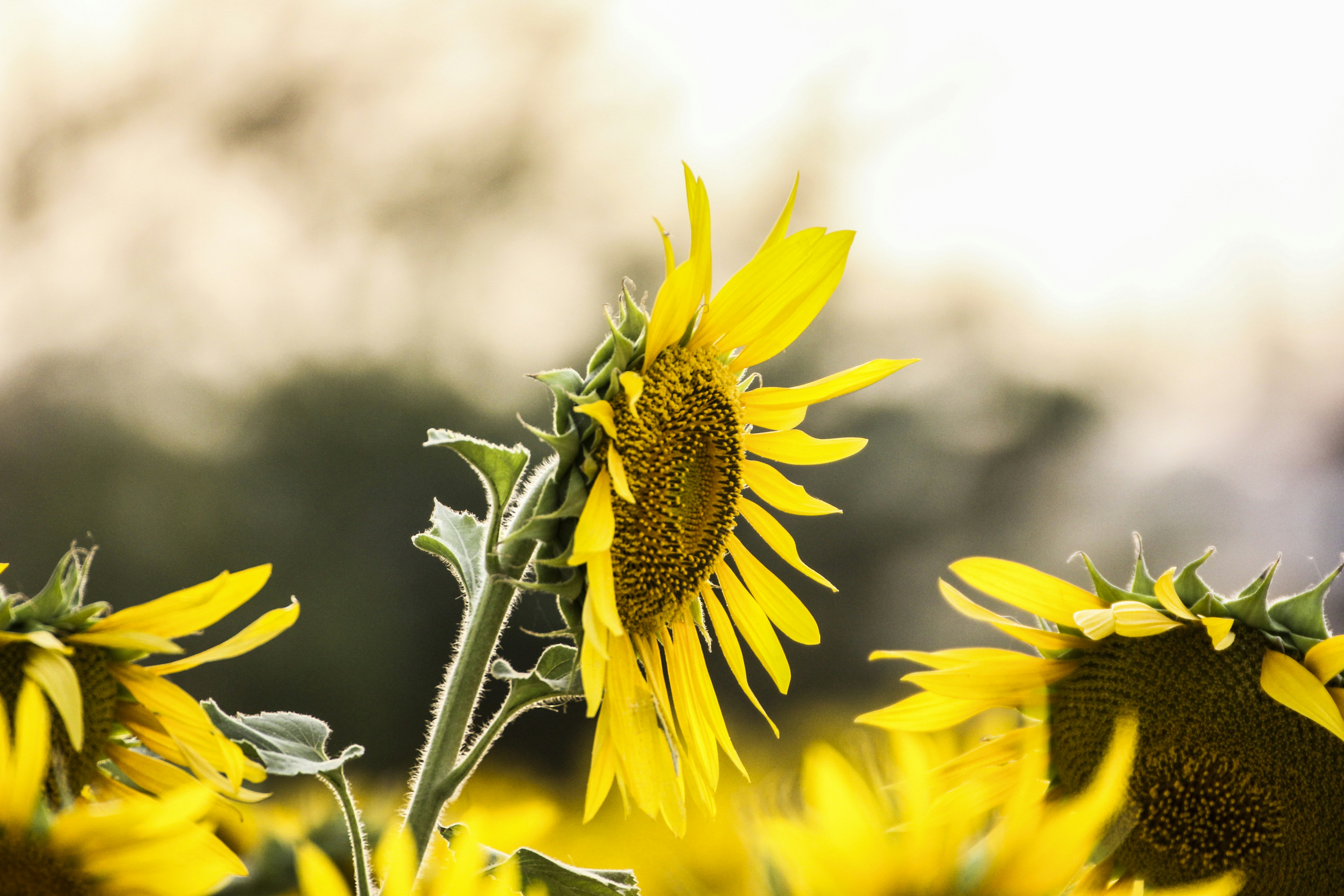 Sunflower flowers photo Free Plant Image on Unsplash