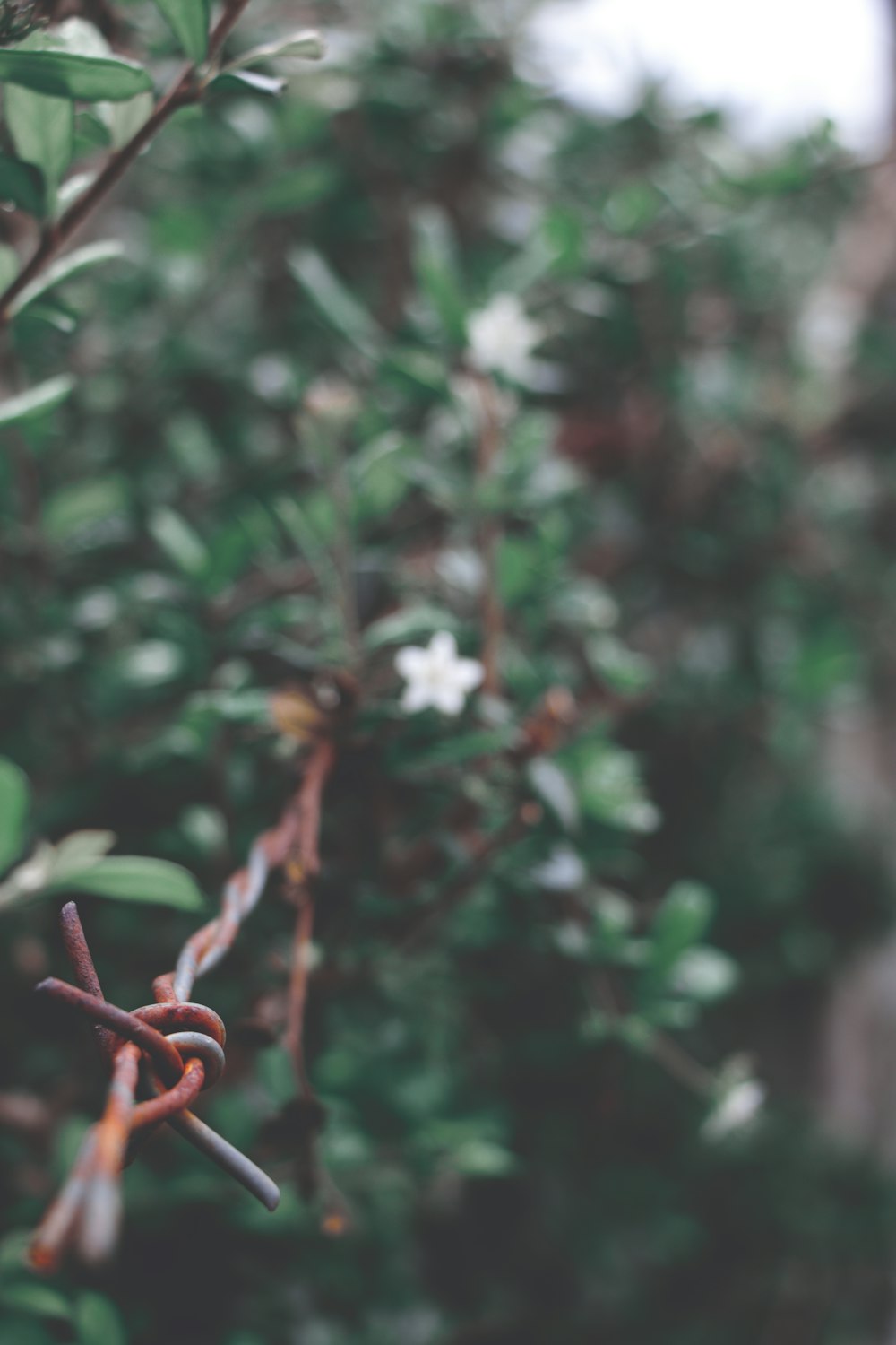 white petaled flowers near brown barbwire