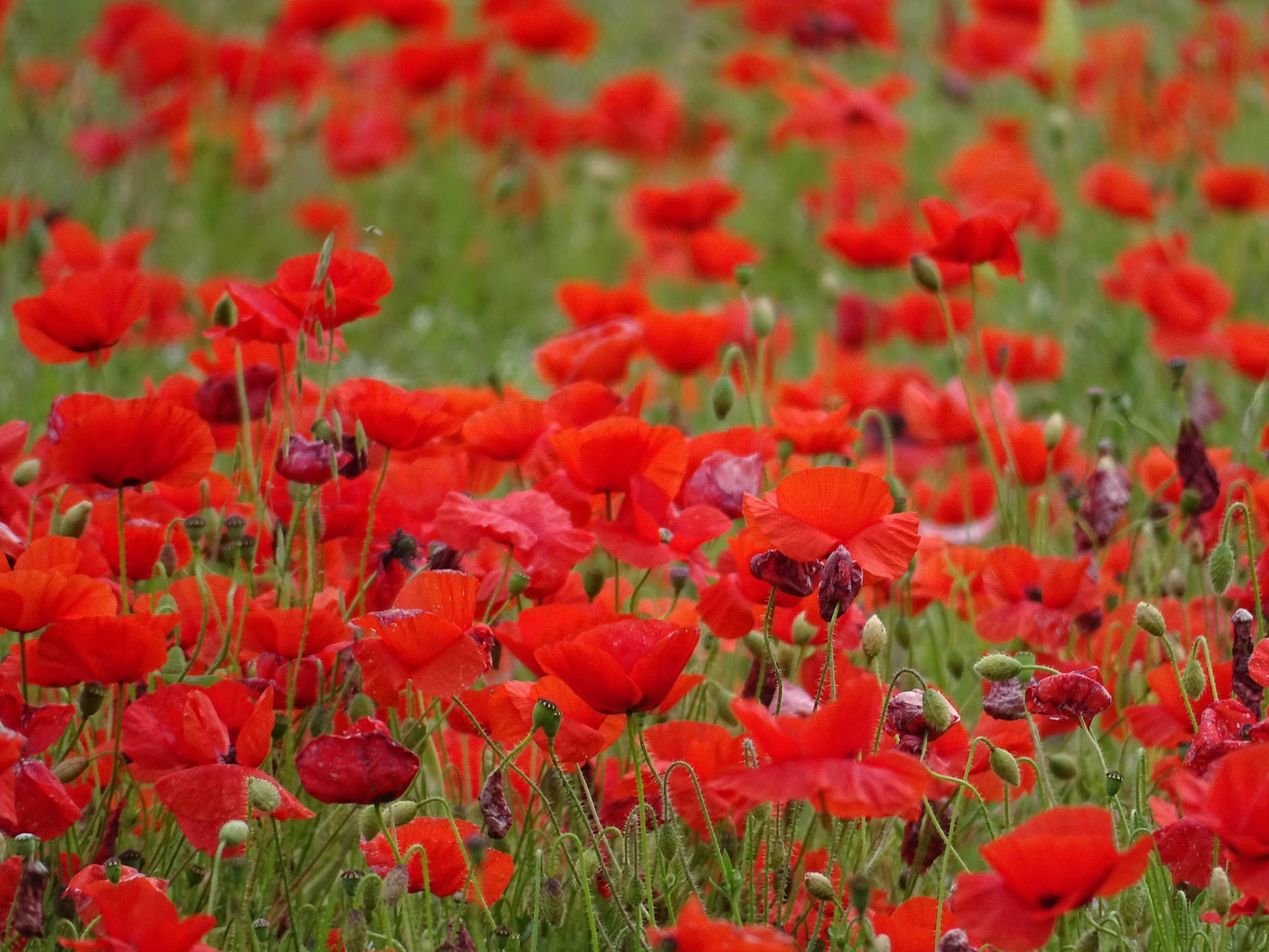 Closeup Photography Of Red Poppy Flower Fields Photo Free Plant Image On Unsplash