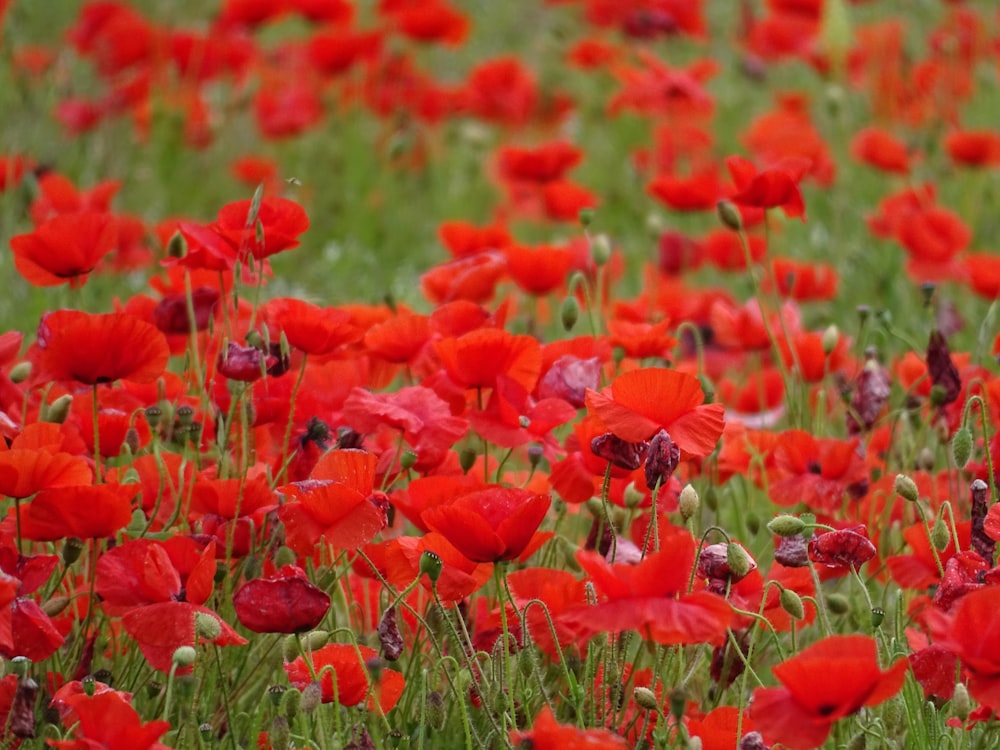 빨간 양귀비 꽃밭의 근접 촬영 사진