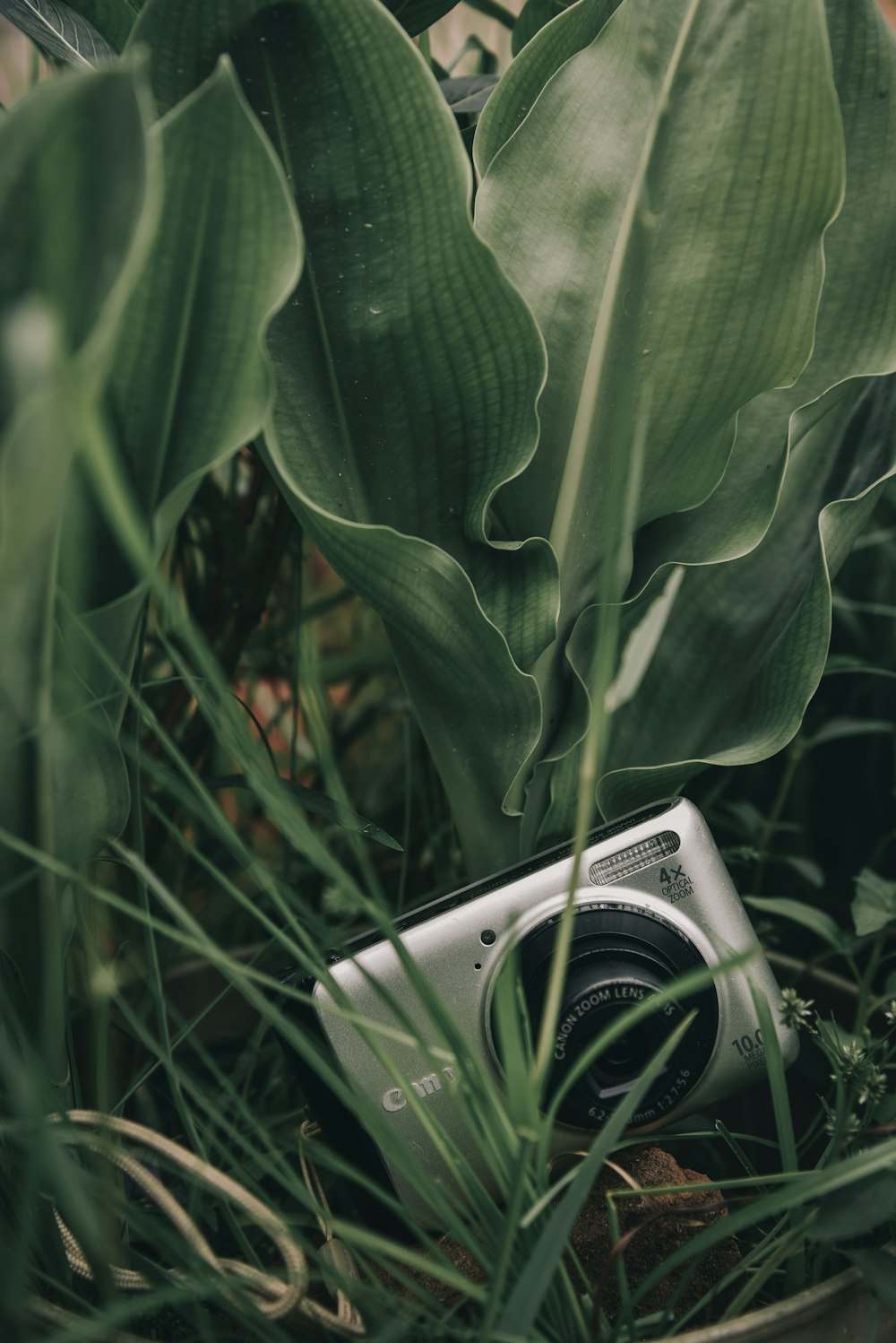 silver point-and-shoot camera on grass beside leaves