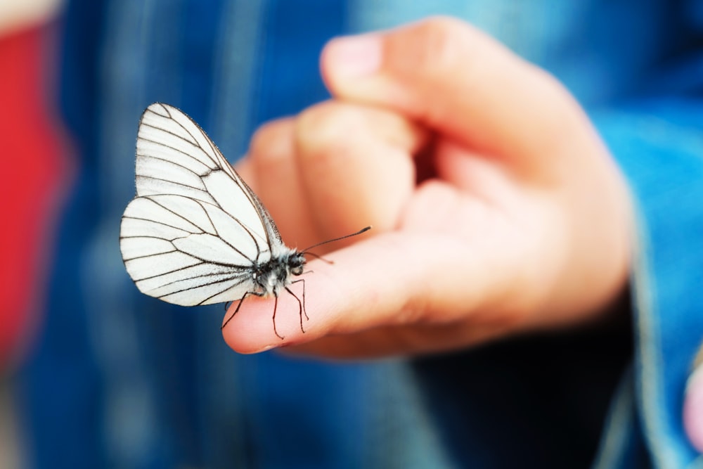 person with butterfly on finger