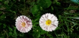 Two pinkish-white flowers with yellow centers are blooming side by side against a backdrop of lush green leaves and grass.
