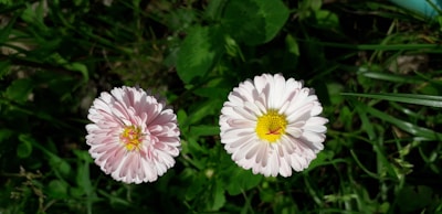 Two pinkish-white flowers with yellow centers are blooming side by side against a backdrop of lush green leaves and grass.