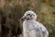 white and gray bird