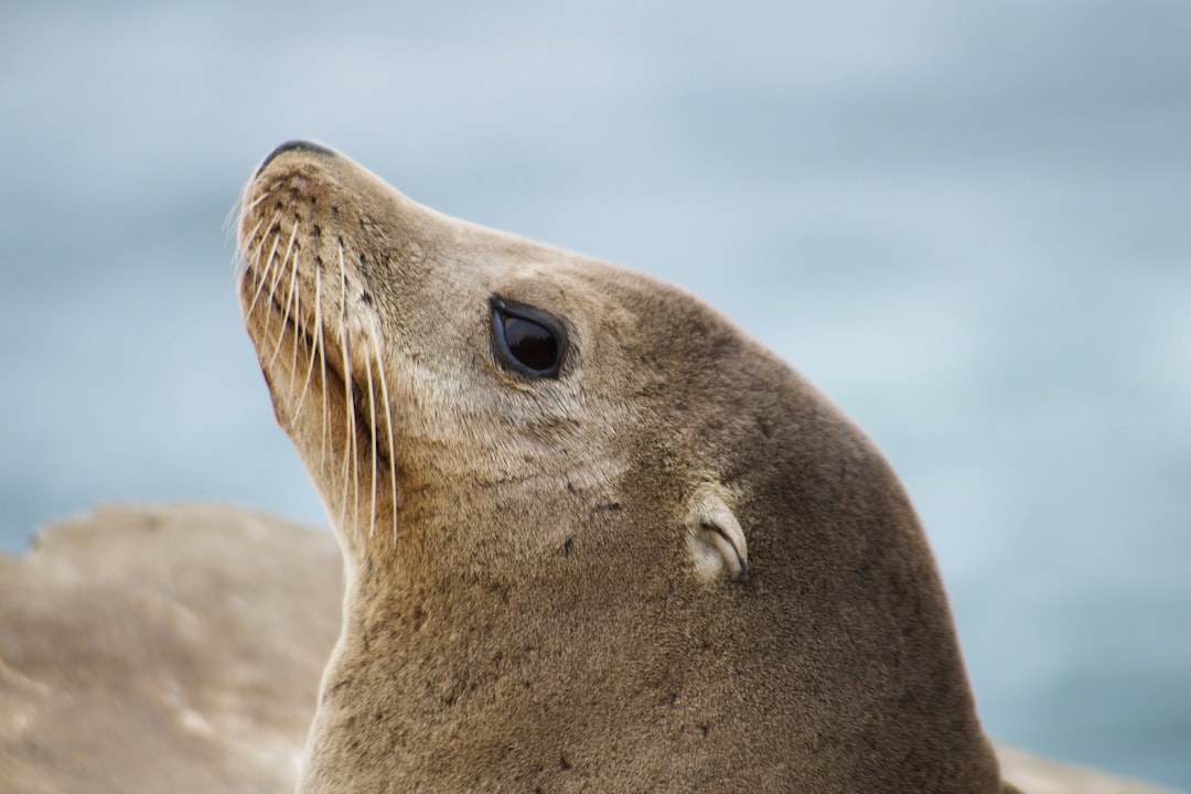 brown seal