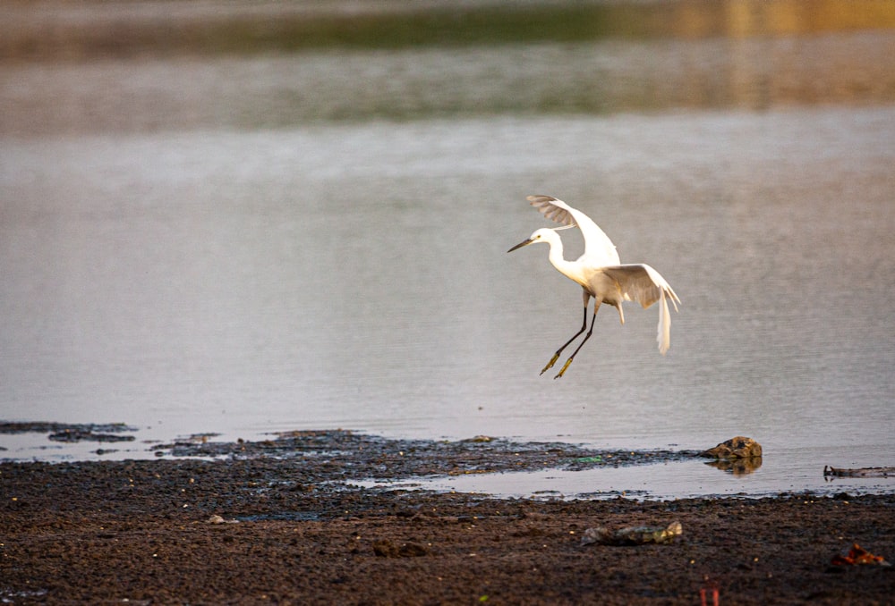 white bird on sea