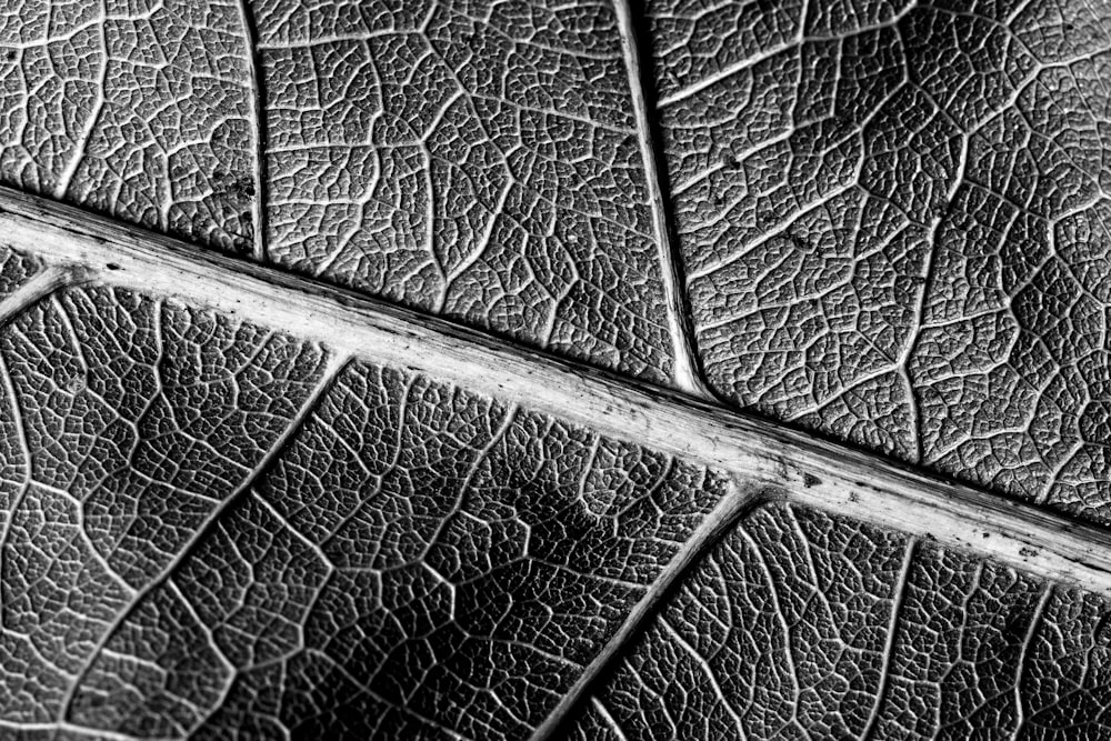 grayscale photo of leaf in closeup photo