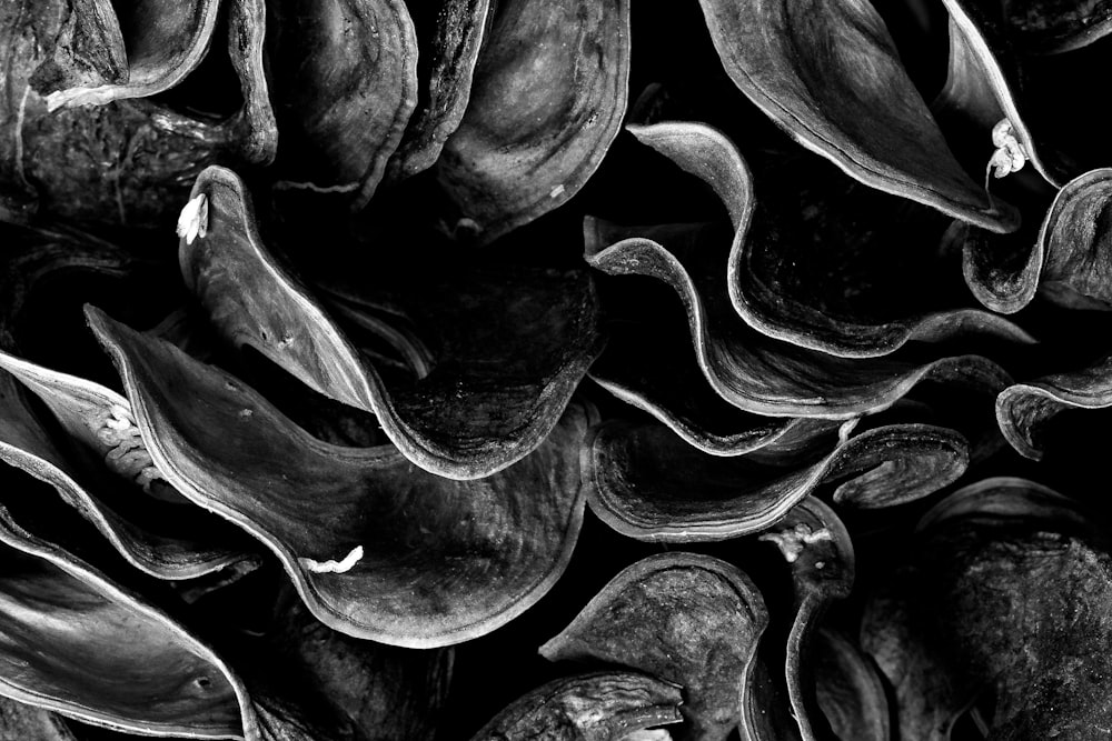 grayscale photo of mushrooms