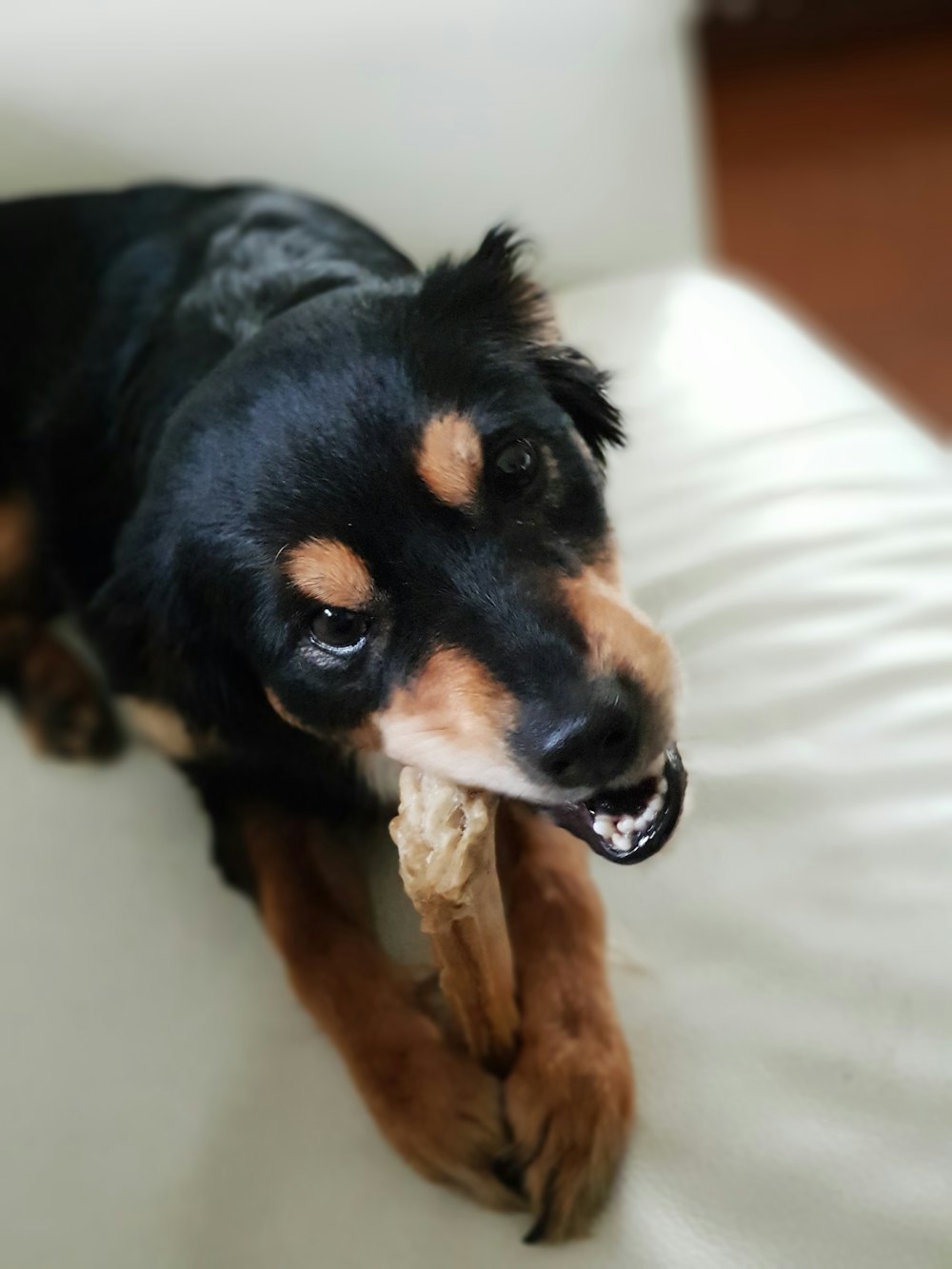 black and brown dog chewing bone