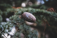 green pine tree
