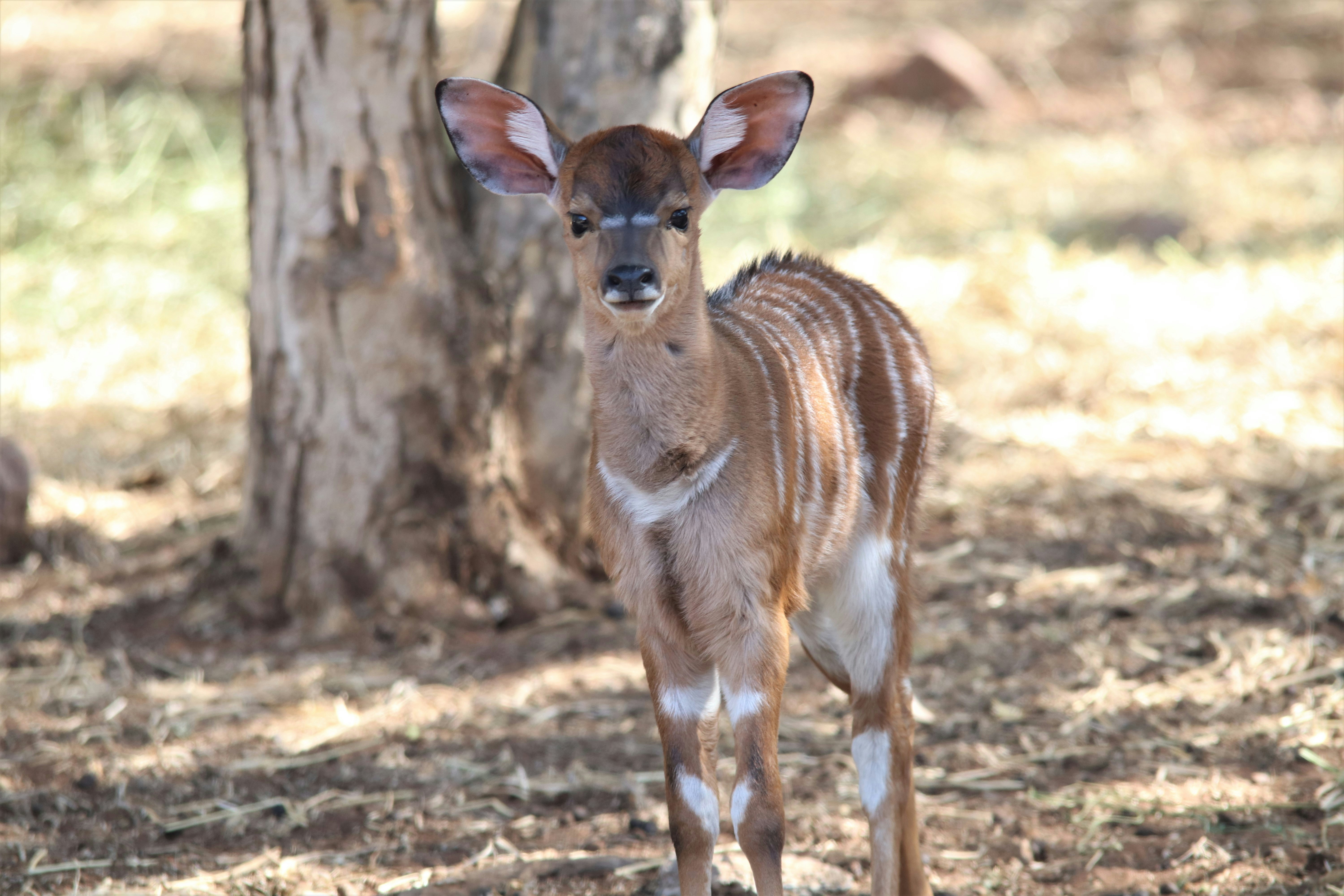 Brown And White Deer Doe Photo Free Deer Image On Unsplash
