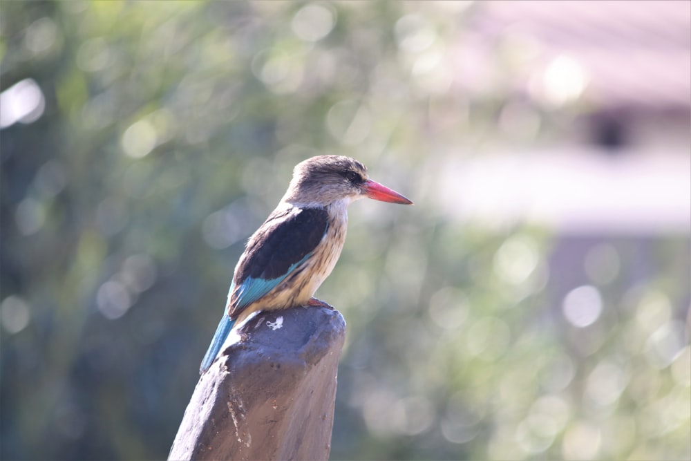 gray and blue long-beaked bird