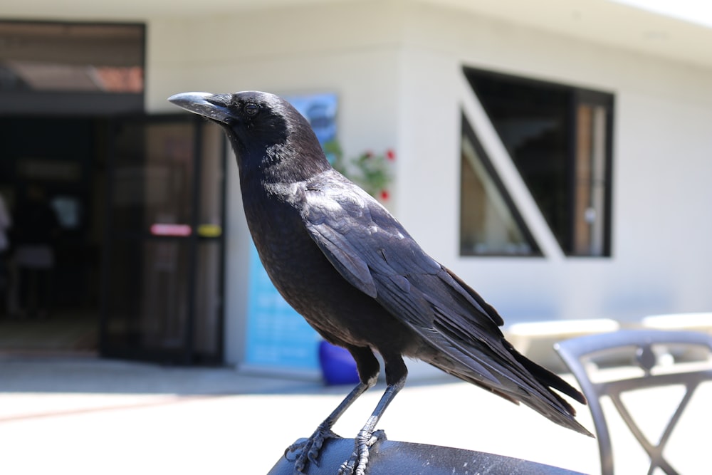 black crow bird near chair