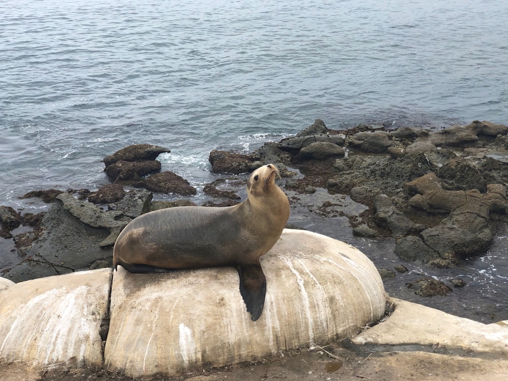 black seal on gray rock