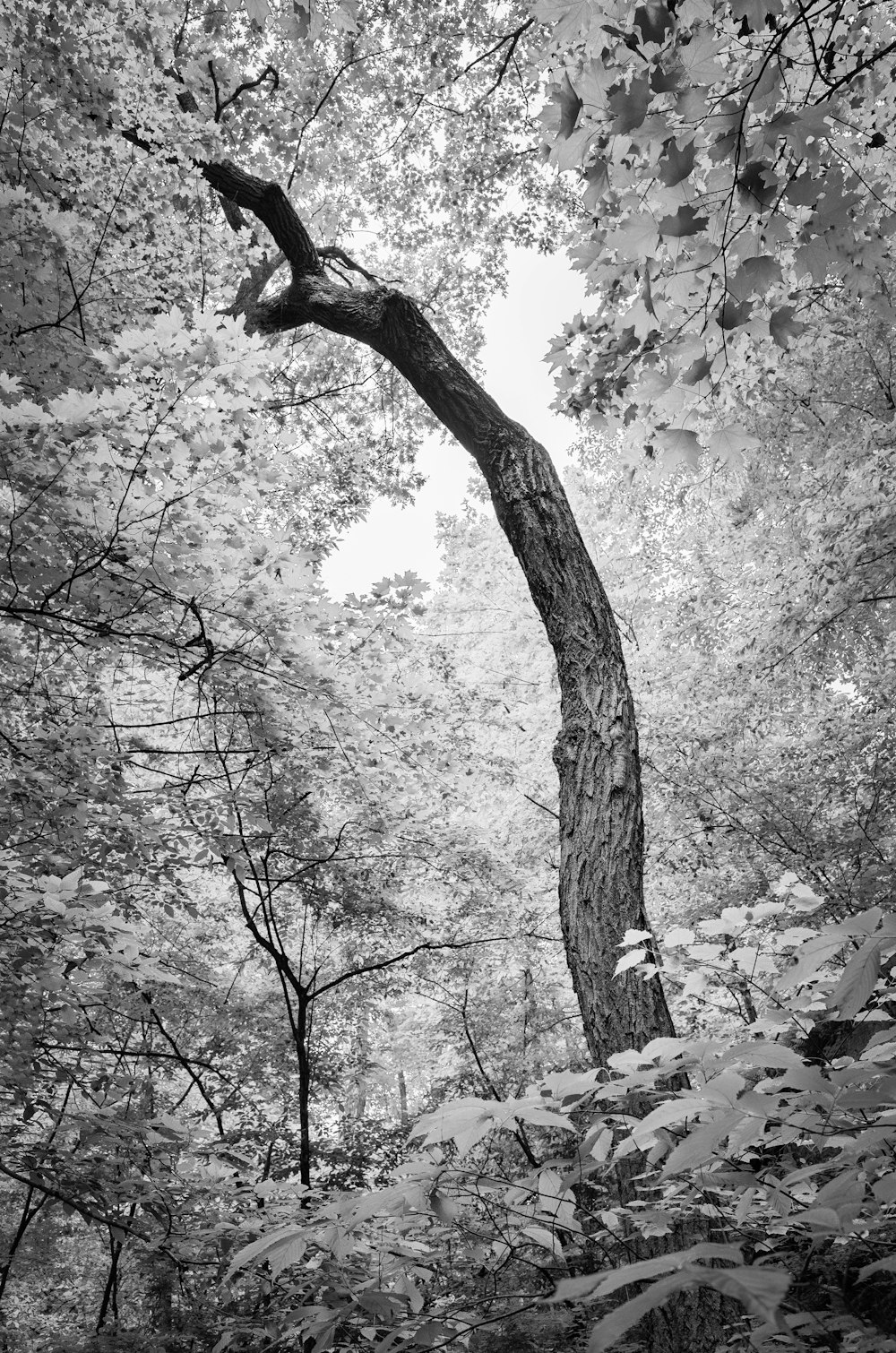 grayscale photography of tree