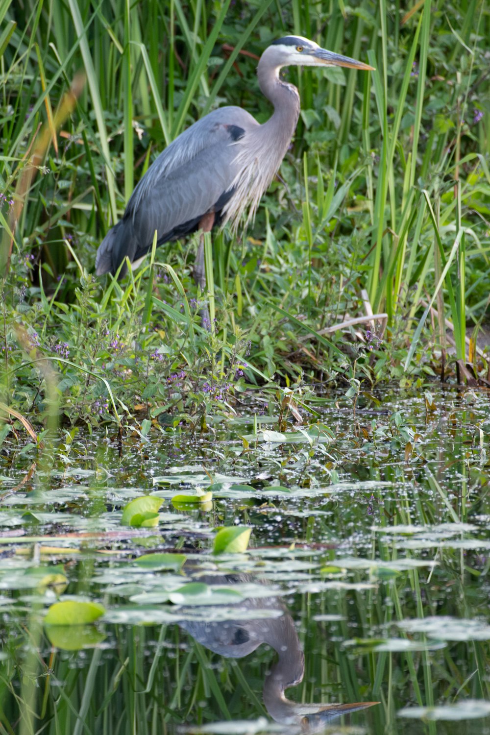 uccello grigio e bianco sul campo dell'erba