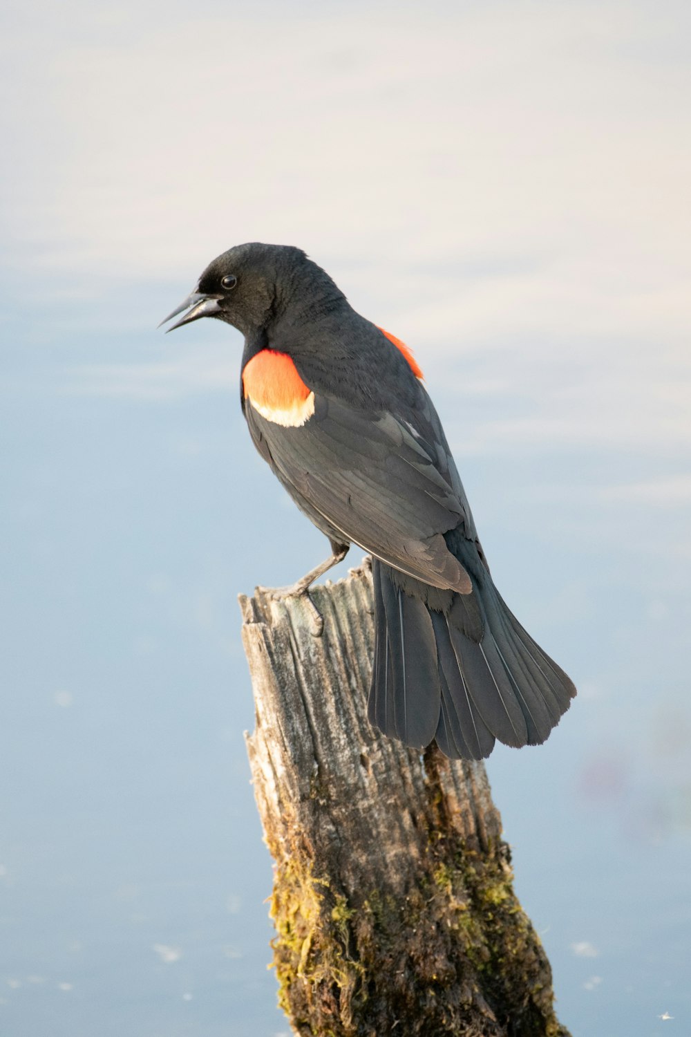 grauer und orangefarbener Vogel