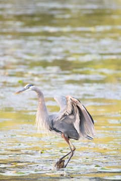 Stork