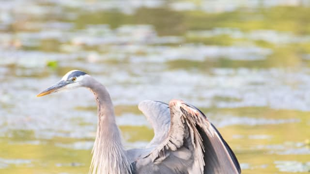 Stork