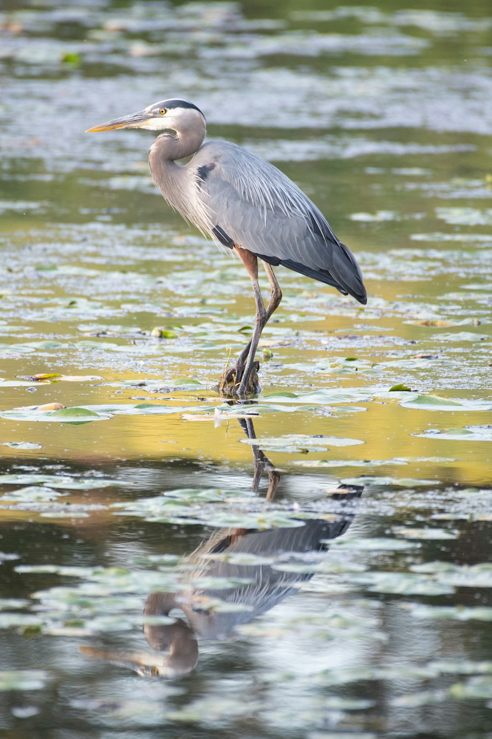 weißer Vogel