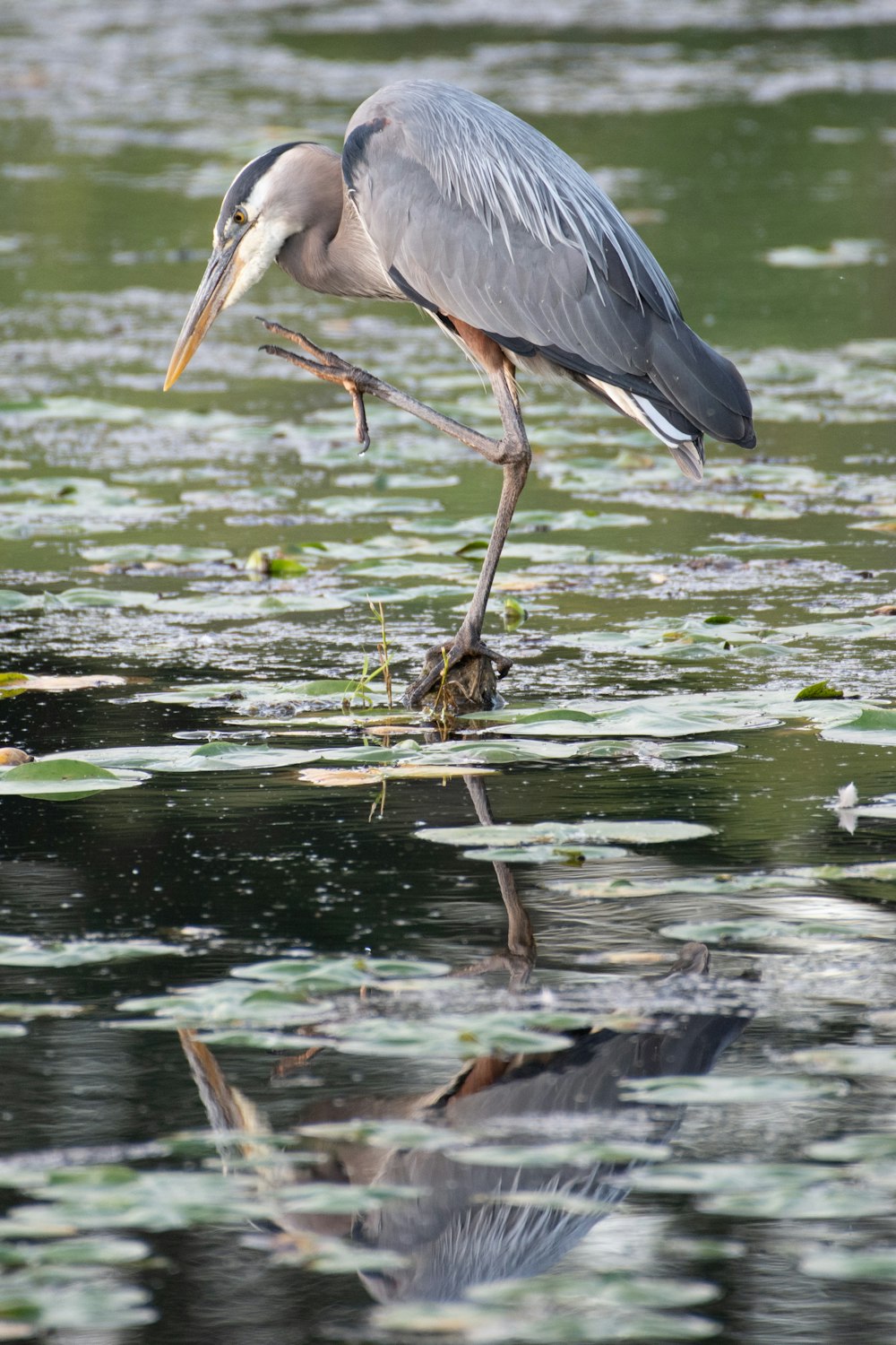 gray bird on water