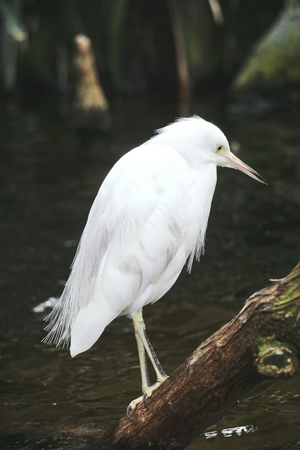 weißer Vogel