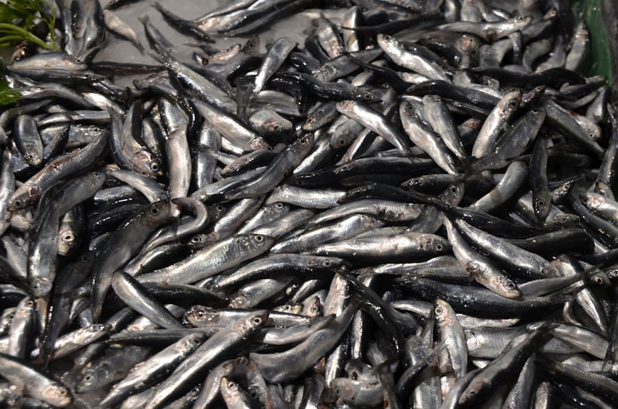 sardines