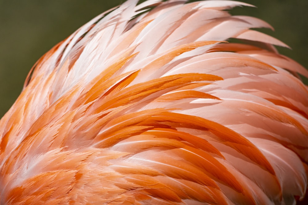흰색과 빨간색 동물 깃털 사진