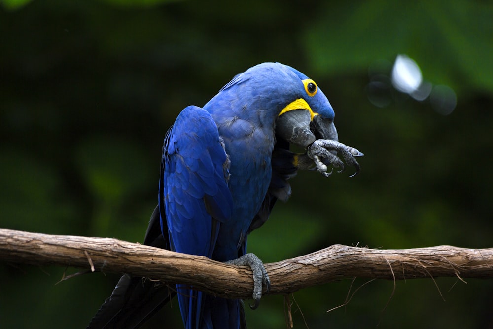 blue bird on branch