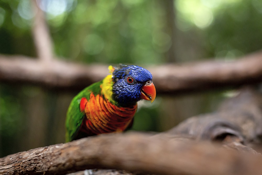 multicolored parrot on tree branch