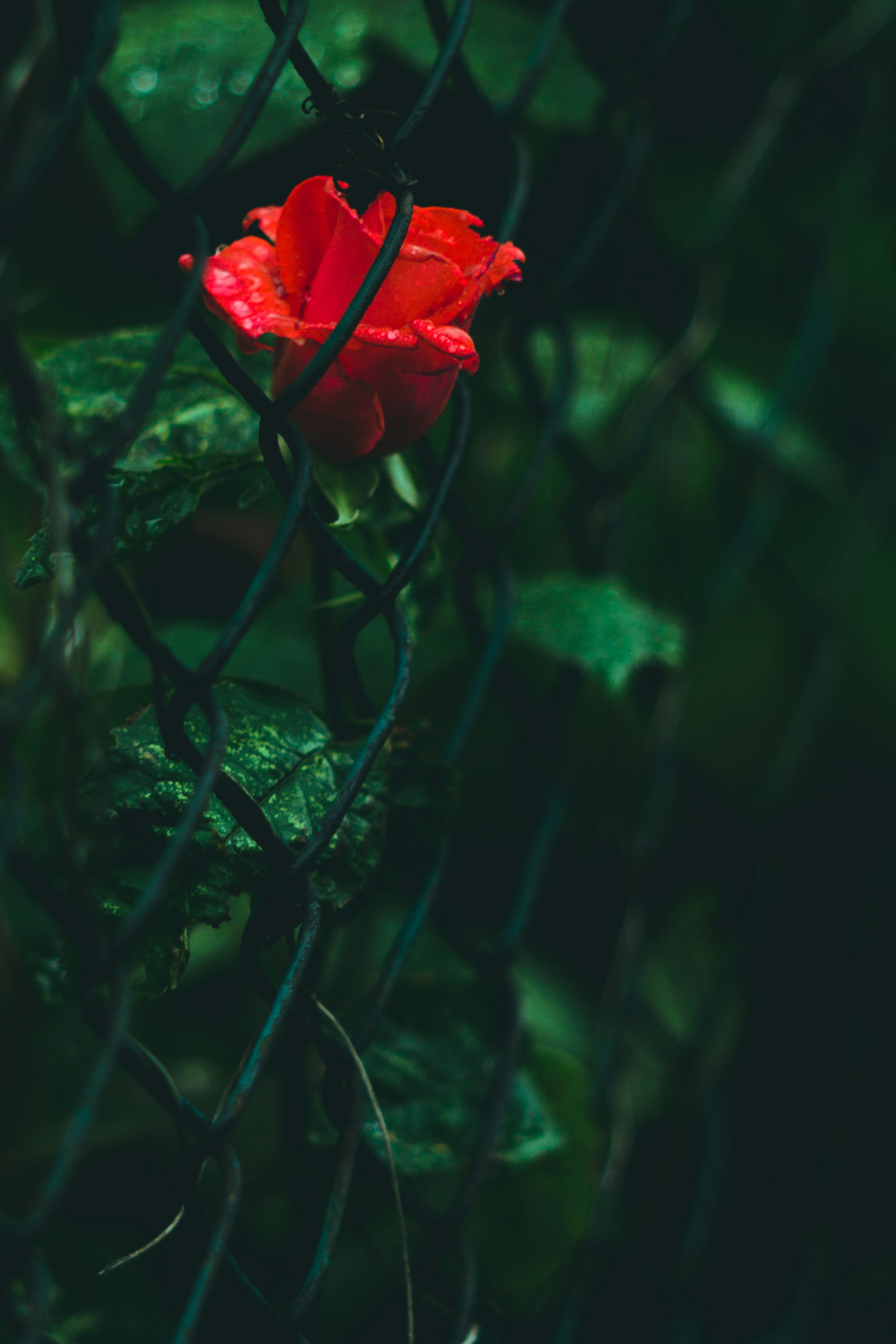 selective focus photography of red rose flower in chain link fence