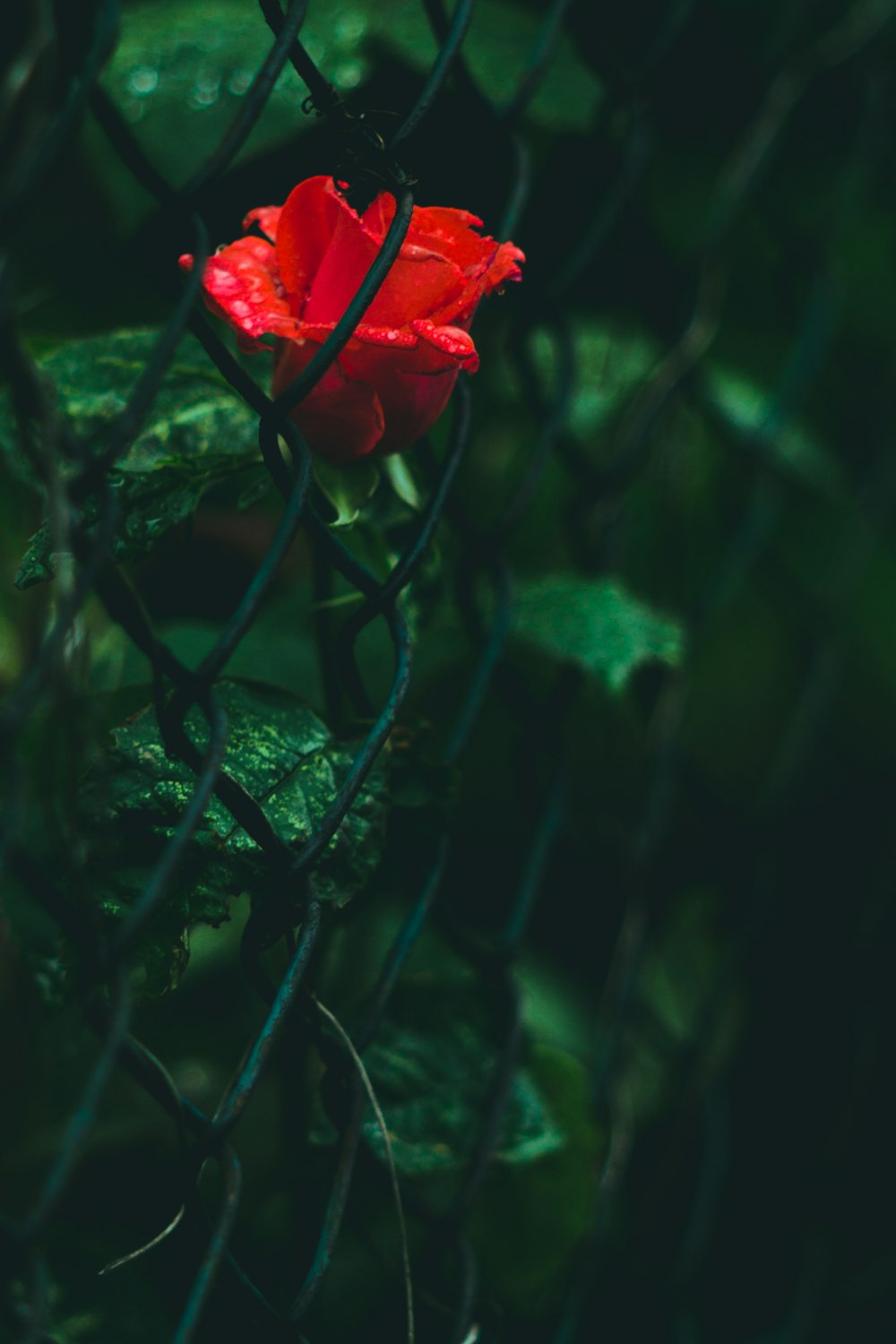 selective focus photography of red rose flower in chain link fence during daytime