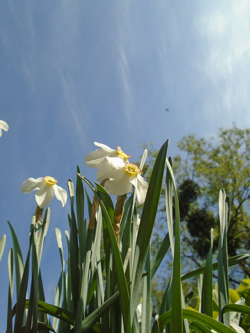 low angle photography of white-and-yellow Narcissus flowers in bloom during daytime