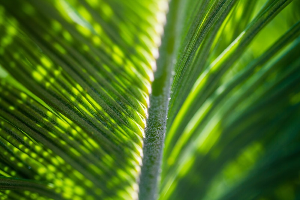 closeup photography of green palm leaf