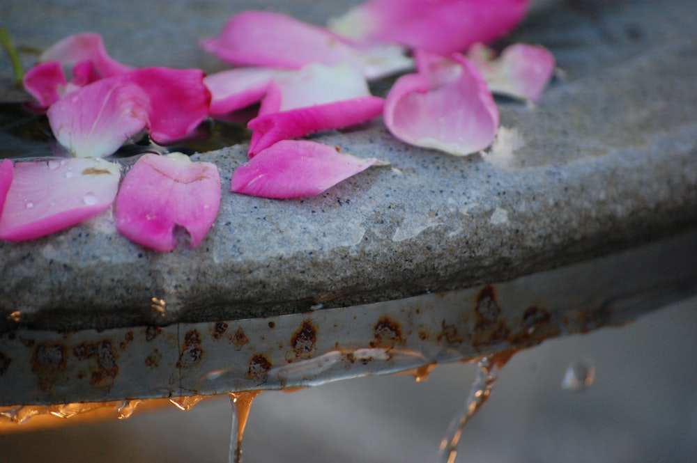 pink petaled flower