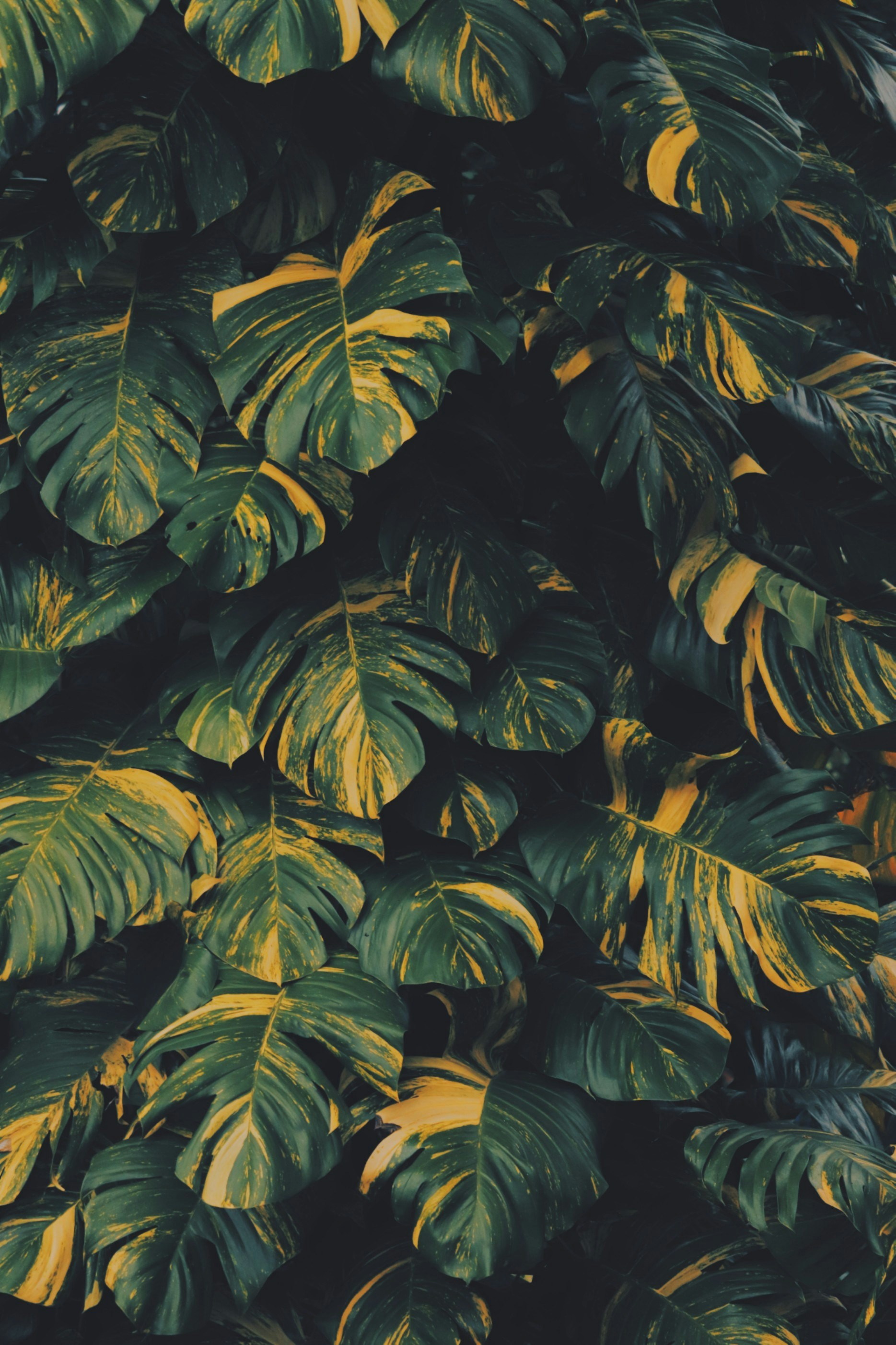 Photo by akhilramesh